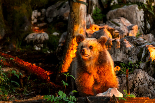 Brown bear cub stands alert in a rocky, sunlit forest during golden hour, showcasing raw nature and wildlife adventure tourism in Trentino, Italy.