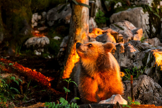 Brown bear gazing upward in a sunlit rocky forest, representing wildlife nature exploration and the adventure of outdoor photography in Trentino, Friuli Venezia Giulia, Italy.
