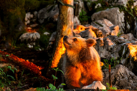 Brown bear looking upward in a rocky alpine forest during golden hour, capturing the essence of wildlife exploration and nature conservation in Trentino, Friuli Venezia Giulia, Italy.