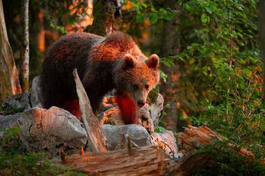 Brown bear walking over rocks in a forest at golden hour, capturing the essence of wildlife nature exploration and outdoor adventure, Trentino, Friuli Venezia Giulia, Italy.