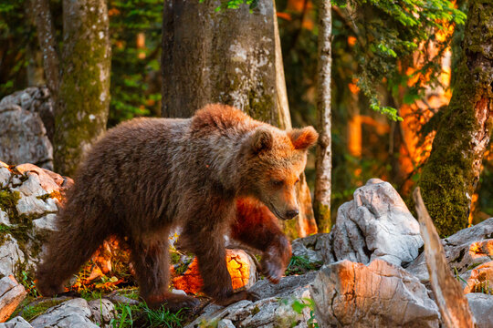 Brown bear walking through a rocky forest during golden hour as a symbol of nature adventure and wildlife exploration in the wild landscapes of Trentino, Italy.