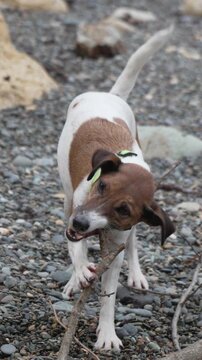 Dog chewing stick, playful animal on pebbly ground, happy outdoor activity vertical video