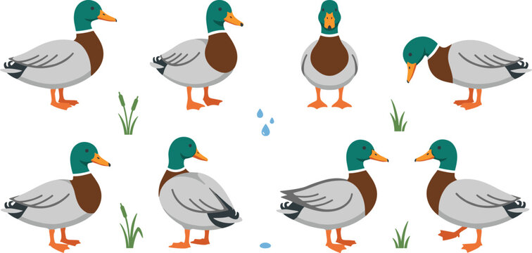 Mallard Duck Character Set with Different Standing and Swimming Poses for Wildlife Nature and Waterfowl Vector Illustration Design