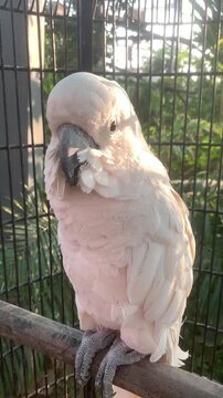 Moluccan or Seram Cockatoo (Cacatua moluccensis) in the cage close-up, Closeup White Parrot in a Cage. Cute white macaw in cage close shot 