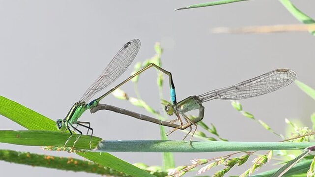 pair of Damselflies (Ischnura asiatica) mating in a heart shape on a stem

