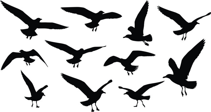 Set of 11 black silhouettes of seagulls in various flying and landing poses, isolated on a white background.