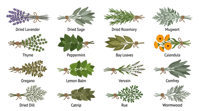 Herbs and spices collection.