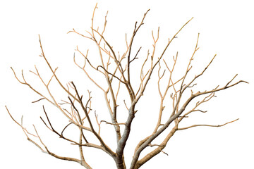 Fototapeta premium Bare tree branches against transparent background showing winter, death, or decay, providing isolation and cut out elements