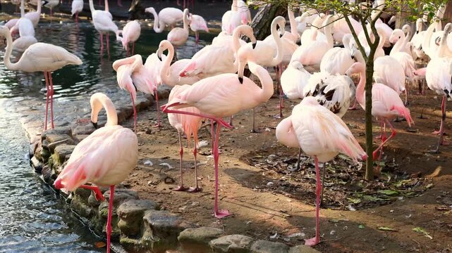 Pink Flamingos in Emilia Romagna, The Stork Village, a nature park near Ravenna, Italy. Horizontal Video