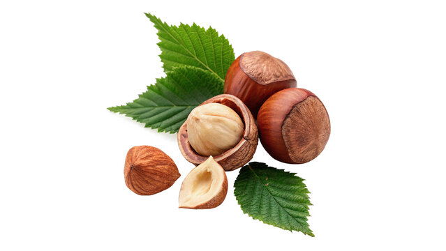 A group of organic raw brown hazelnuts with green leaves harvesting forest nuts isolated on transparent background