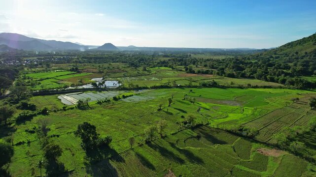 Aerial drone footage of green lush rice fields behind Batu Bulan water reservoir, in Sumbawa regency, Sumbawa island, Indonesia, with forest and hill horizon, at sunrise