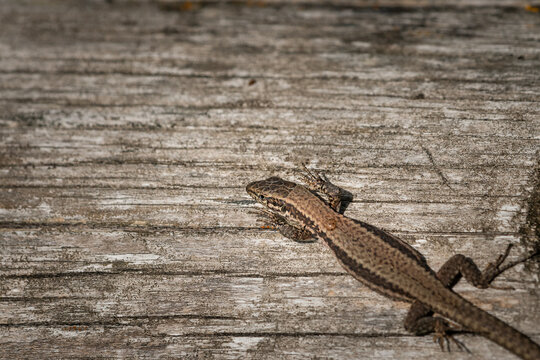 Wall lizard Podarcis muralis basks on weathered grey timber plank in alpine sunshine