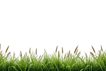 Obraz premium Fresh green grass with some brown field stalks creating a natural border along the bottom edge, ready for compositing