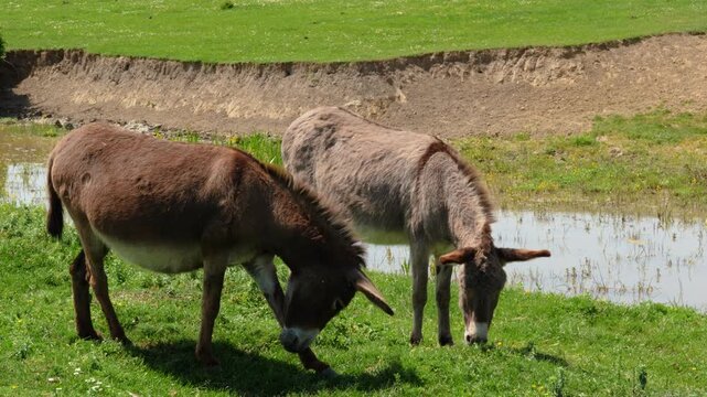 Group of domestic donkeys grazing together in a lush green meadow near a small pond. Peaceful rural scene of farm animals eating grass in their natural habitat on a sunny spring day.