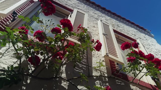 Red Roses Decorating a Traditional Turkish House Window with Wooden Shutters