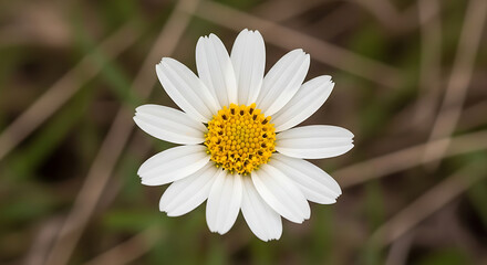 Fototapeta premium Close up of a single white daisy flower with yellow center in soft natural light