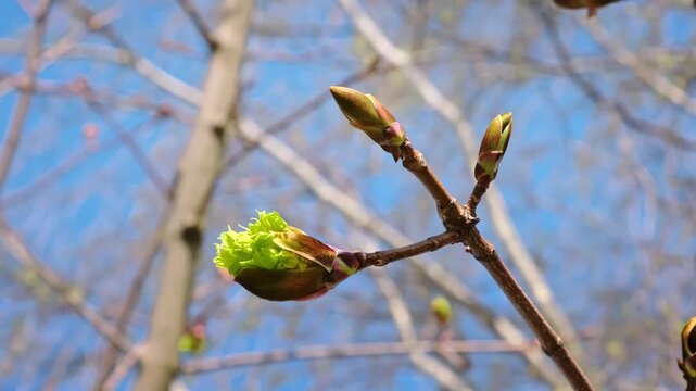  A close-up of maple tree branches with a budding green leaf emerging from a brown bud against a clear blue sky. Natural background. Sping season. April. Beauty in nature. Blooming leaves.