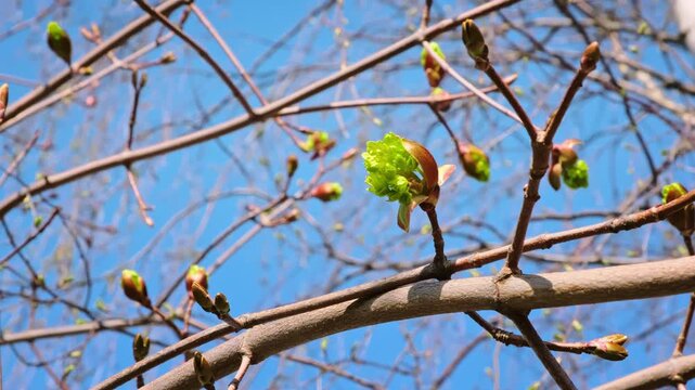  A close-up of maple tree branches with a budding green leaf emerging from a brown bud against a clear blue sky. Natural background. Sping season. April. Beauty in nature. Blooming leaves.