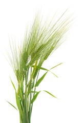Obraz premium Green Barley Ears Isolated on White Background