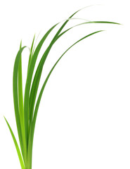 Obraz premium Green Blades of Grass Isolated on White Background