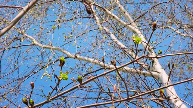  A close-up of maple tree branches with a budding green leaf emerging from a brown bud against a clear blue sky. Natural background. Sping season. April. Beauty in nature. Blooming leaves.