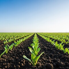 Naklejka premium A vast agricultural field stretching toward the horizon, featuring healthy young green plants emerging from dark, fertile earth, wide, farmland, planting