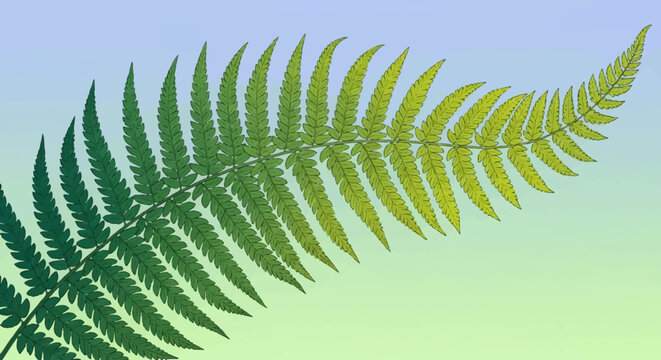 Close up of a vibrant green fern frond unfurling gracefully.