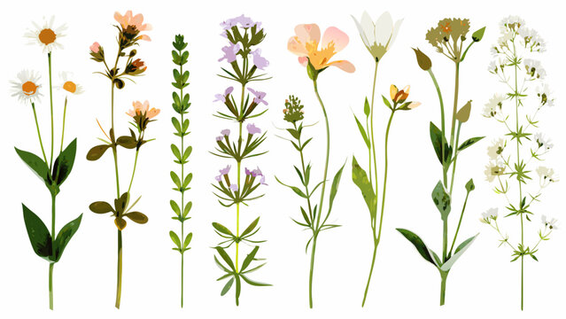 watercolor wildflower collection with various blooms and stems on a white background