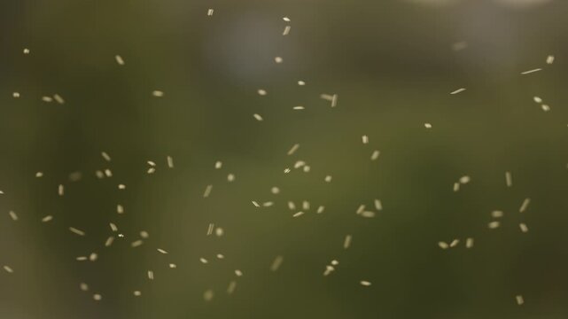 Countless tiny gnats and midges swarm and dance in warm summer air. Macro shot with a shallow depth of field blurs green foliage in background, creating a natural, abstract pattern of life