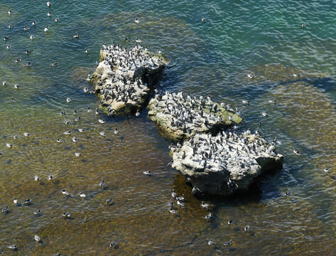Guillemots (Uria aalge) resting on a cliff at Stora Karlso, Gotland, Sweden.