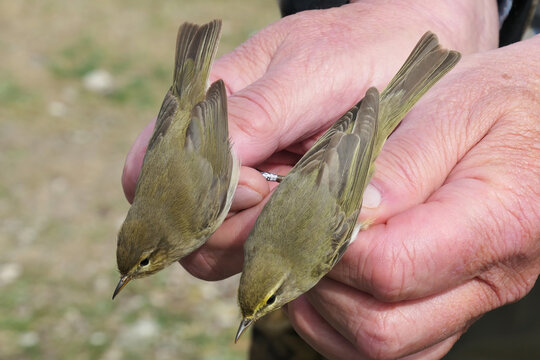 Chiffchaff (Phylloscopus collybita) (left) and Willow warbler (Phylloscopus trochilus) (right) photographed during ringing on Gotland, Sweden.
