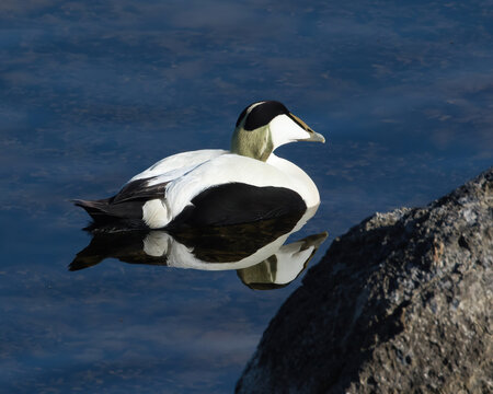 Common Eider (Somateria mollissima) male at the Baltic sea, at Stora Karlso, Gotland, Sweden.