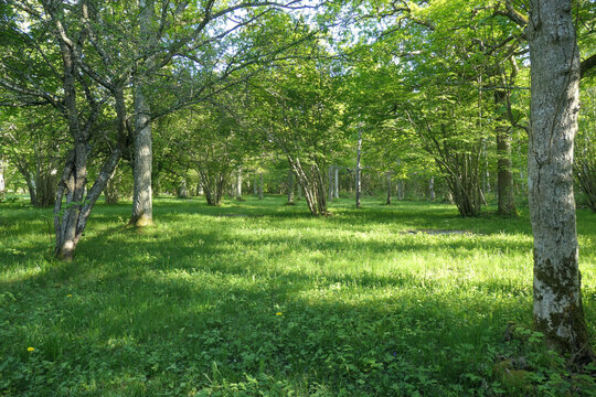 The nature reserve Fide Desiduoos Forest, in southern Gotland, Sweden.