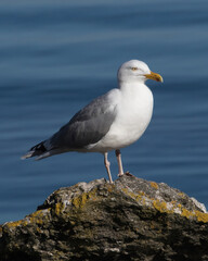 Naklejka premium Herring Gull Larus argentatus on a Cliff at the Island Stora Karlso, Gotland, Sweden.