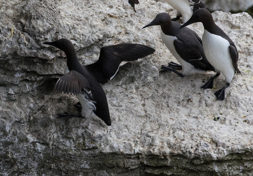 Guillemot (Uria aalge) at Stora Karlso, Gotland, Sweden.