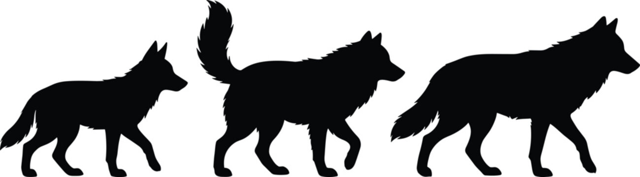 Silhouette Set of Wolves in Different Sizes Walking for Animal, Wildlife, and Nature Themes