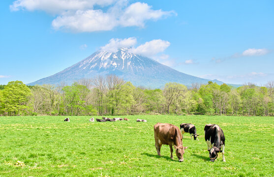 北海道ニセコ町 羊蹄山を望む牧場と放牧される牛たちの風景 Pasture landscape with grazing cattle and Mt. Yotei in Niseko, Hokkaido
