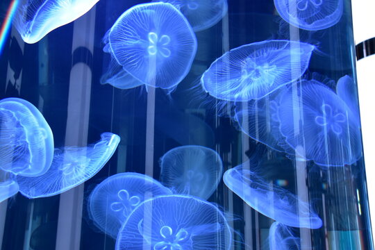 沖縄県 本島のDMMかりゆし水族館
