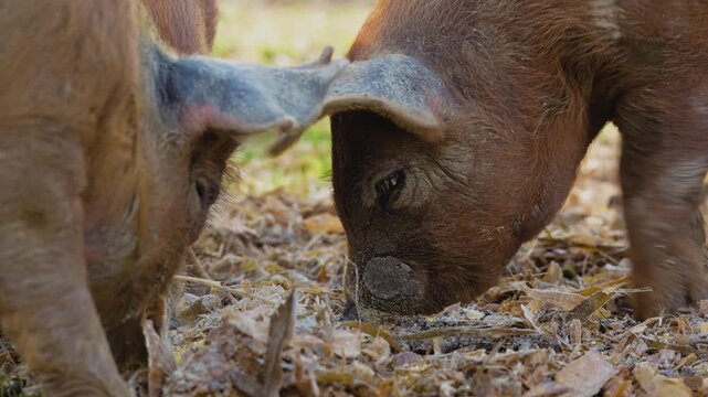Extreme 4K close-up of young domestic pigs eating grain and fodder on a farm. Cinematic macro shot of piglets feeding with dust particles flying in the air during a sunny day in the countryside.