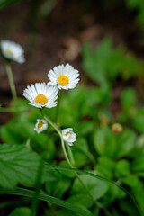 Close-up of white common daisies Bellis perennis blooming in green grass. A group of small daisy flowers with yellow centers grows among lush foliage in a field. © JULIA