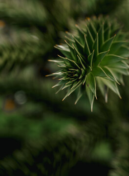 green plant blurred background sharp focus foliage