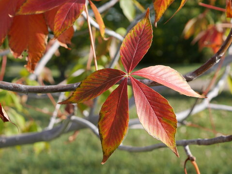 Red autumn leaves of Autumn Splendor Buckeye (Aesculus &lsquo;Autumn Splendor&rsquo;)