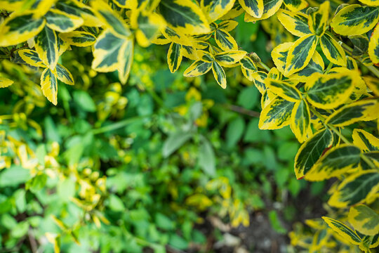 Close-up of vibrant yellow and green variegated leaves framing a blurred foliage background, creating a natural border with ample copy space in the center for text.