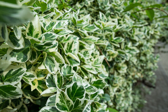 A dense hedge of variegated Euonymus fortunei 'Emerald Gaiety' leaves with green centers and white margins, photographed outdoors in a garden setting.