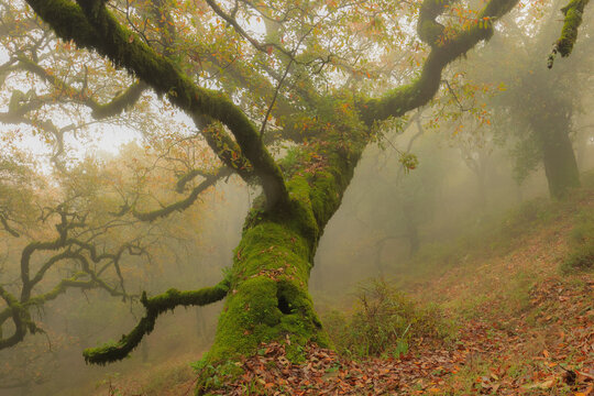 Bosque de niebla
