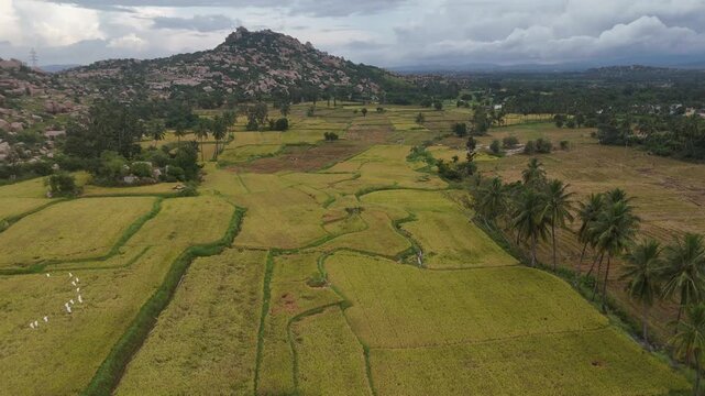 Aerial 4K drone footage of Hampi in Karnataka India. Cinematic bird's eye view of rice fields and boulder-strewn landscape.