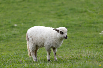 Fototapeta premium Little lamb in green grass.