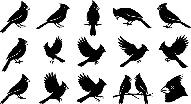 Northern Cardinal Bird Silhouette Set, Cardinal Bird Silhouette Vector Collection, Northern Cardinal Birds Clipart