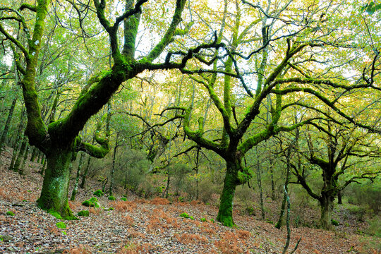 Bosque de quejigo
