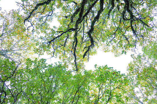 Bosque de quejigo
